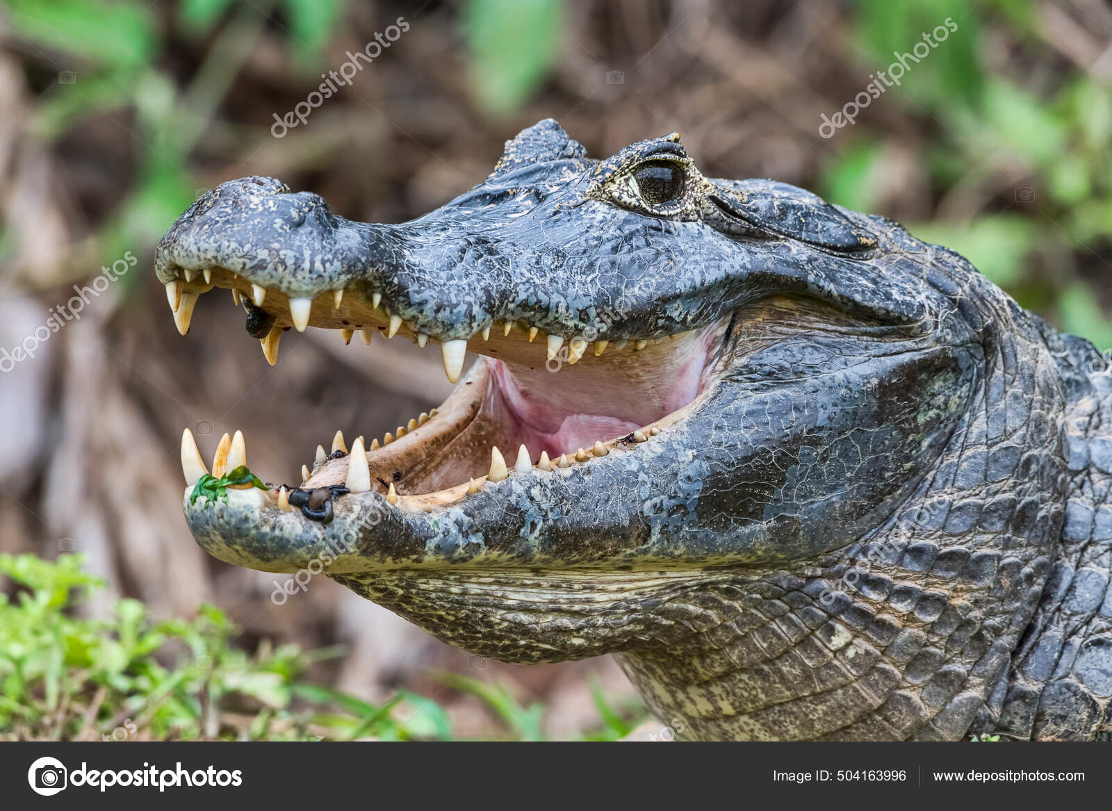 Spectacled Caiman Caiman Crocodilus Yacare Leeches Mouth Animal Portrait  Pantanal — Stock Photo © PantherMediaSeller #504163996