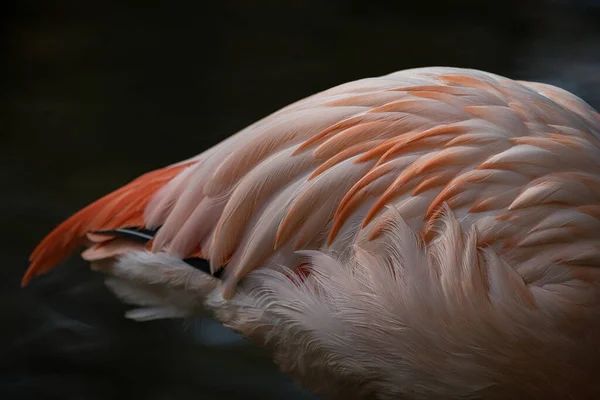 Close Van Kleurrijke Flamingo Veren — Stockfoto
