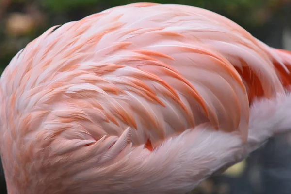 Flamingo Rosa Zoológico — Fotografia de Stock