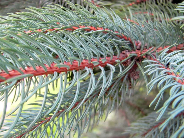 Macro Pine Tree Branch Brown Branch Teal Pines — Stock Photo, Image