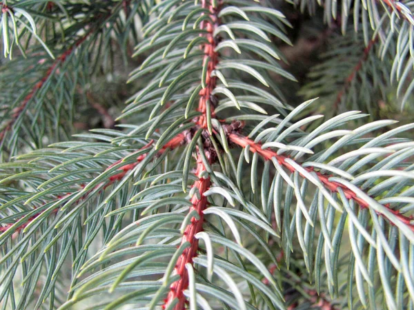 マクロ松の木の枝 茶色の枝 ティール松 — ストック写真