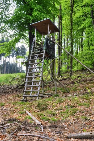 森の古い木の橋 — ストック写真