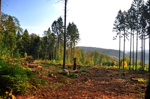 Gyönyörű Táj Fákkal Erdőkkel — Stock Fotó