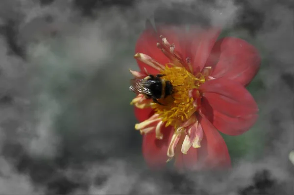 Piękne Botaniczne Ujęcie Naturalna Tapeta — Zdjęcie stockowe