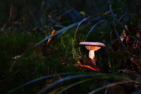 黑暗的魔法森林里的蘑菇在光芒中 — 图库照片