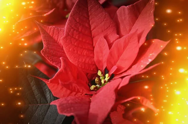 Kırmızı Noel Ağacı Siyah Bir Arka Planı Var — Stok fotoğraf
