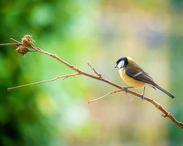 Oiseau Est Assis Sur Une Branche — Photo