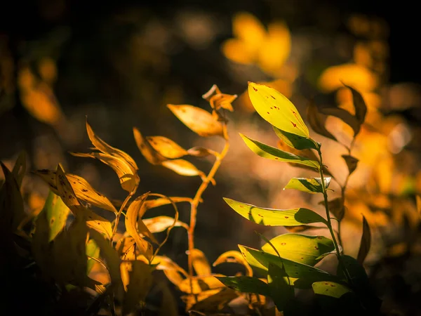 Красивые Осенние Листья Лесу — стоковое фото