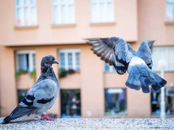 Zwei Tauben Auf Einer Kleinen Mauer Einer Stadt — Stockfoto