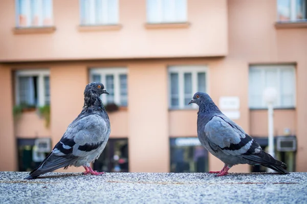 Zwei Tauben Auf Einer Kleinen Mauer Einer Stadt — Stockfoto