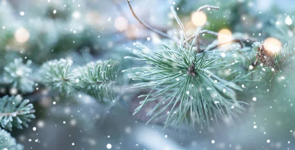 Fir Δέντρο Φυσικό Χειμερινό Τοπίο Νιφάδες Χιονιού Και Εορταστική Χρυσή — Φωτογραφία Αρχείου