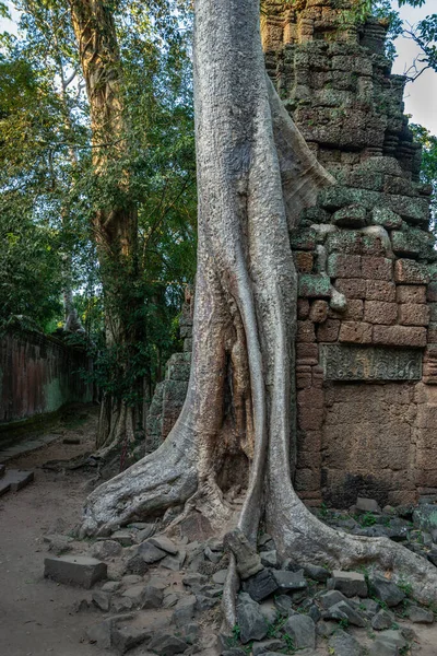 Antike Ruinen Von Angkor Wat Kambodscha — Stockfoto