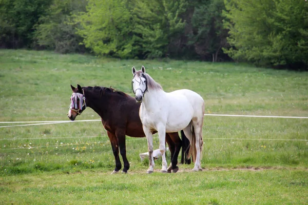 Konie Ogier Klacz Farmie Padok Podczas Wypasu — Zdjęcie stockowe