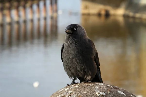 Retrato Uma Gaivota Gaivota Uma Espécie Pássaro Cantado Pertence Aos — Fotografia de Stock