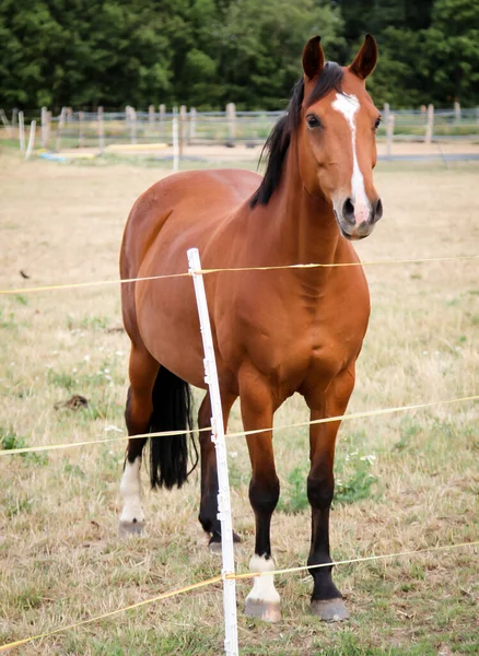 Cheval Chevaux Étalon Dans Pâturage Enclos Pendant Pâturage — Photo