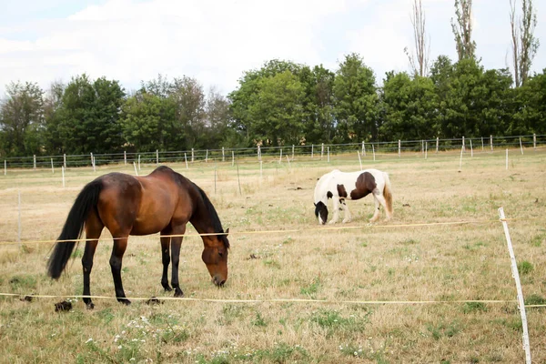 Cheval Chevaux Étalon Dans Pâturage Enclos Pendant Pâturage — Photo