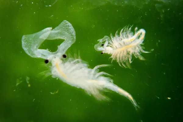 Extreme Macro Artemia Saltwater Cancer Macro Microorganisms Plankton — Stock Photo, Image