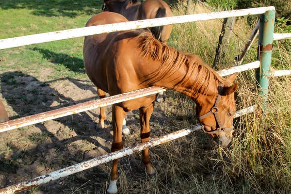 Cavalo Cavalos Garanhão Pasto Paddock Enquanto Pastoreia — Fotografia de Stock
