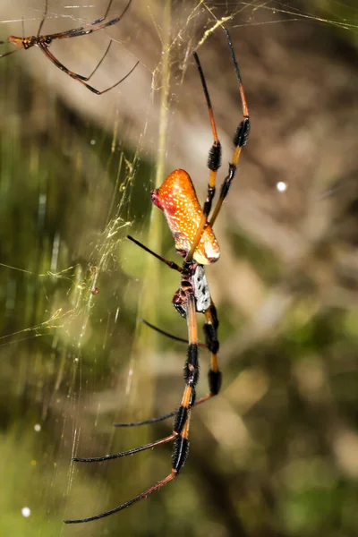 Uma Nephila Clavata Golden Web Orb Uma Espécie Aranha — Fotografia de Stock