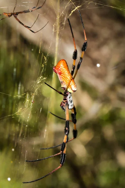 Nephila Clavata Golden Web Orb Rodzaj Pająka — Zdjęcie stockowe