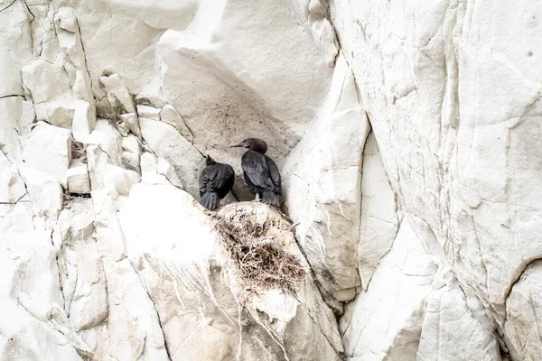 Portret Kormorana Kormoran Świeżym Powietrzu — Zdjęcie stockowe