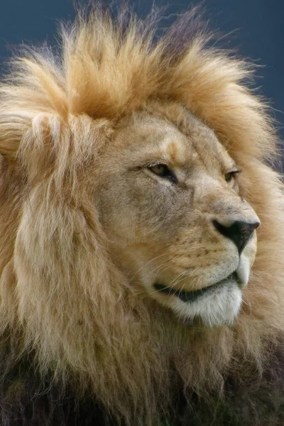 Κοντινό Πλάνο Αρσενικού Λιονταριού — Φωτογραφία Αρχείου