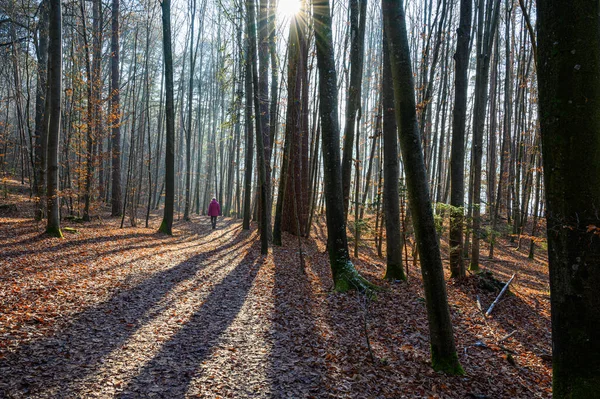 Passeggiando Nella Foresta Osterseen — Foto Stock