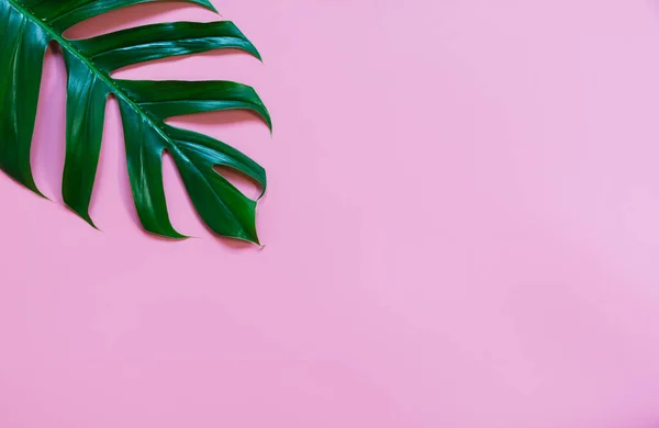 Grüne Zuckerrohrblätter Isoliert Über Rosa Hintergrund Mit Kopierraum — Stockfoto