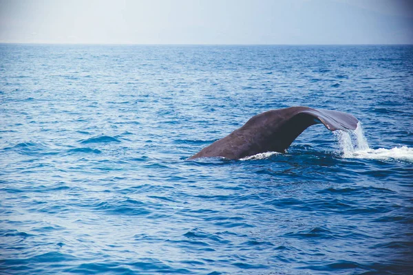 Dolphin Sea — Stock Photo, Image