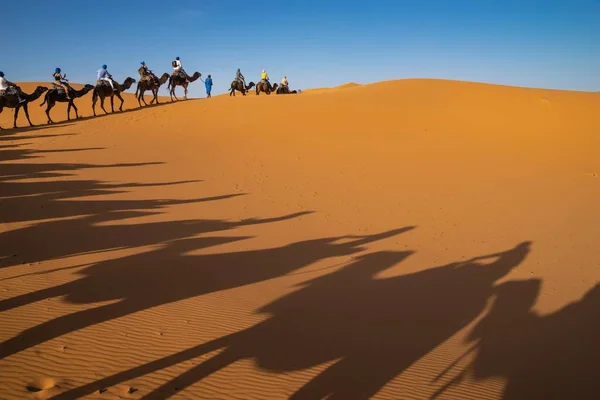 Camelos Deserto Morocco — Fotografia de Stock