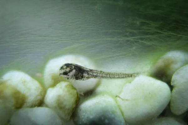 Macro Few Day Old Catfish Larva Aquarium — Stock Photo, Image