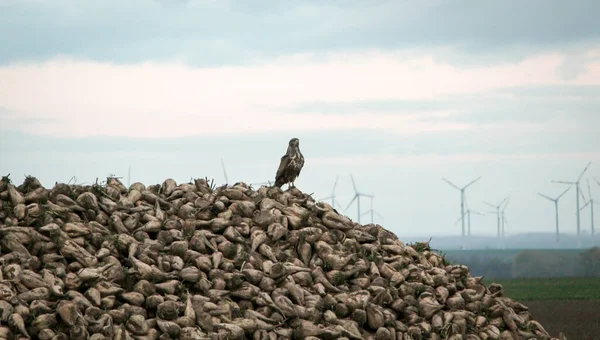 Ein Mailänder Oder Mäusebussard Sitzt Auf Einem Haufen Rüben — Stockfoto