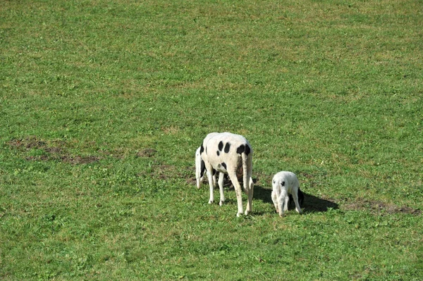 Troupeau Moutons Dans Herbe — Photo