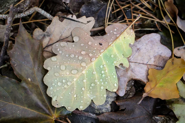 Feuilles Automne Humidité Compagnons Constants Automne — Photo