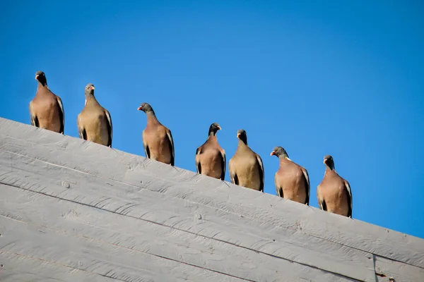 Muitos Pombos Sentam Telhado Edifício — Fotografia de Stock