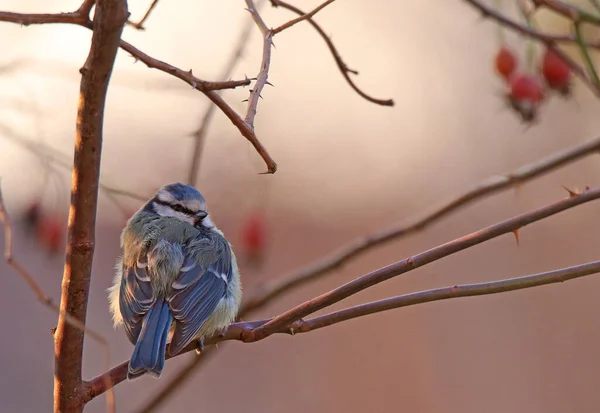 Ein Vogel Auf Einem Ast — Stockfoto