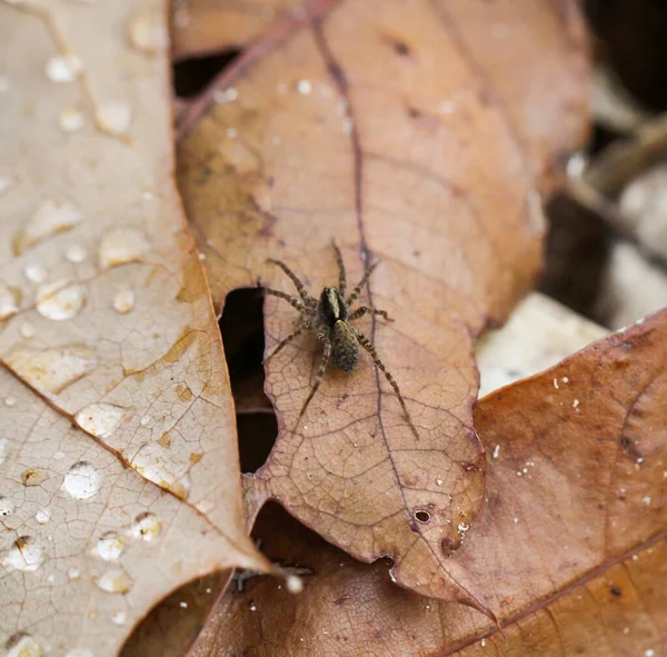 Close Van Een Spin Spinnen Zijn Nuttige Dieren — Stockfoto