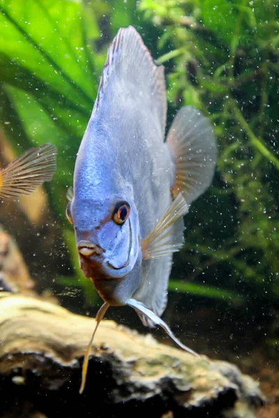 Portre Akvaryumdaki Disk Balığı Manzarası — Stok fotoğraf