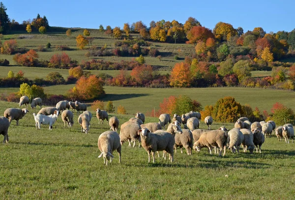 Troupeau Moutons Dans Prairie — Photo