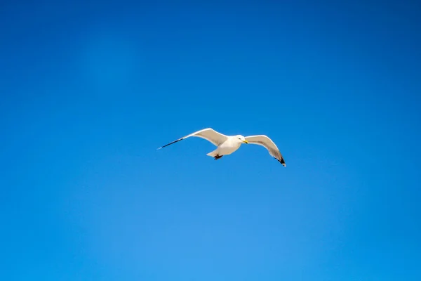 空を飛ぶカモメ — ストック写真