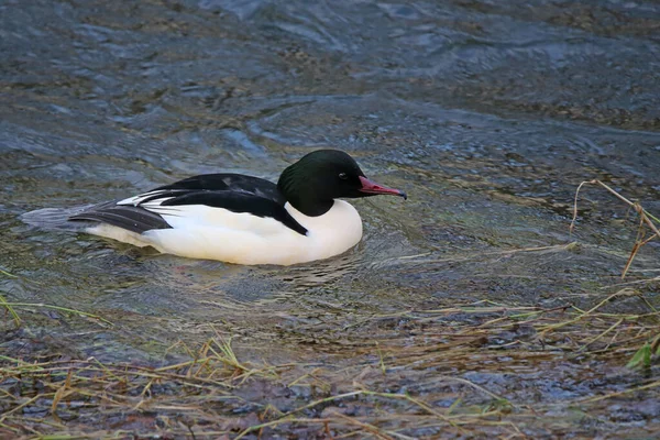 Homem Comedor Ganso Mergus Merganser Nada Dreisam Freiburg — Fotografia de Stock