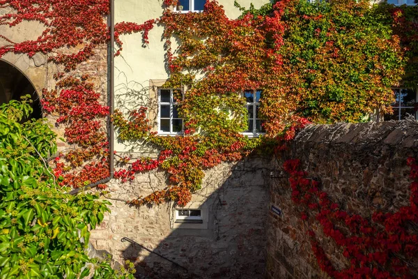 Φθινοπωρινά Φύλλα Κισσού Περικύκλωσαν Τον Τοίχο Ενός Παλιού Σπιτιού Ιστορικό — Φωτογραφία Αρχείου