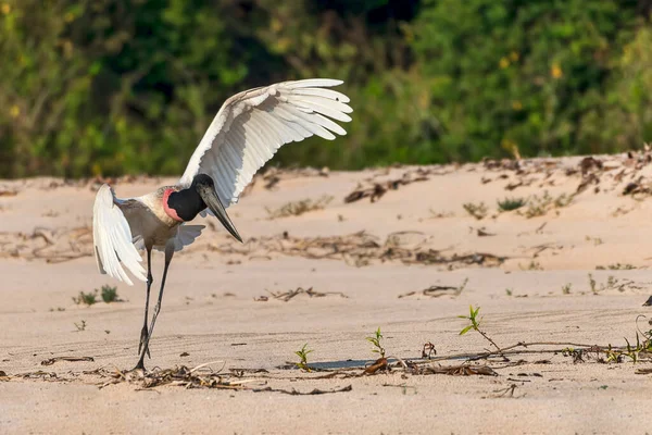 Jabiru Jabiru Mycteria Táncos Pantanal Mato Grosso Brazília — Stock Fotó