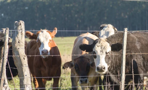Коровы Ферме — стоковое фото