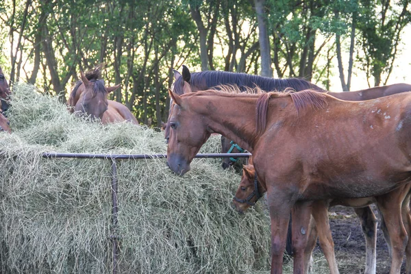 Ein Pferd Auf Dem Feld — Stockfoto