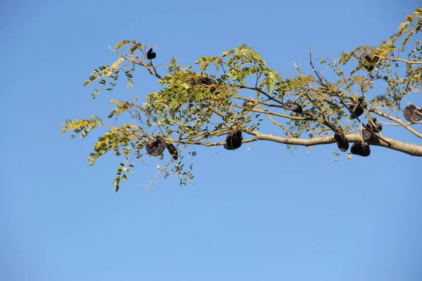 Bir Kuş Mavi Gökyüzü Ile Bir Ağaç Dalında Oturur — Stok fotoğraf