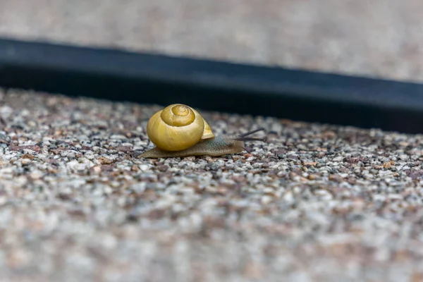 Slak Het Zand — Stockfoto