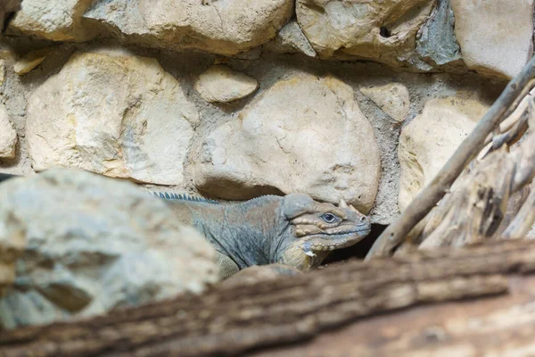 Perto Lagarto Zoológico — Fotografia de Stock