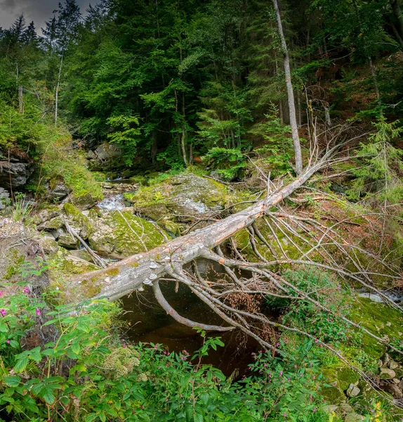 Штайнбах Баварському Лісі — стокове фото