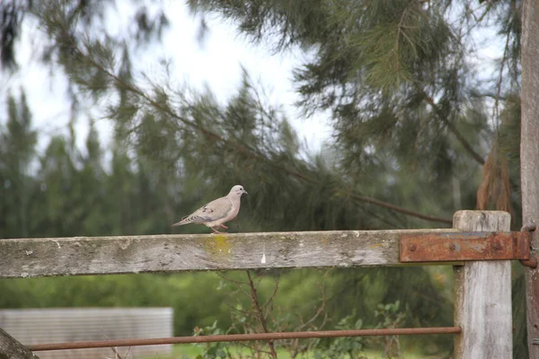 Oiseau Est Assis Sur Une Clôture Dans Parc — Photo